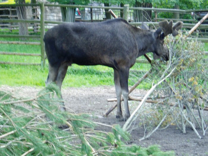 Skansen moose
