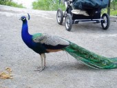 Skansen peacock