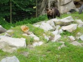A brown bear and a red fox in Skansen