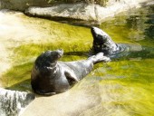 Skansen grey seals